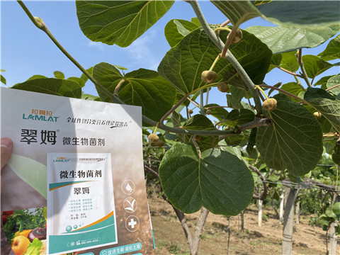 微生物菌劑，拉姆拉