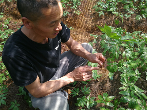 微生物菌劑，翠姆，拉姆拉