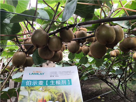 微生物菌劑，生根劑，伯示麥，拉姆拉