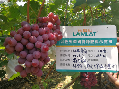 進口水溶肥，拉姆拉，翠姆