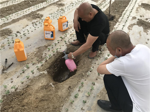 棉花，水溶肥，拉姆拉，翠姆