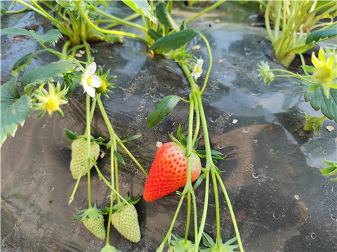 微生物菌劑，拉姆拉，翠姆