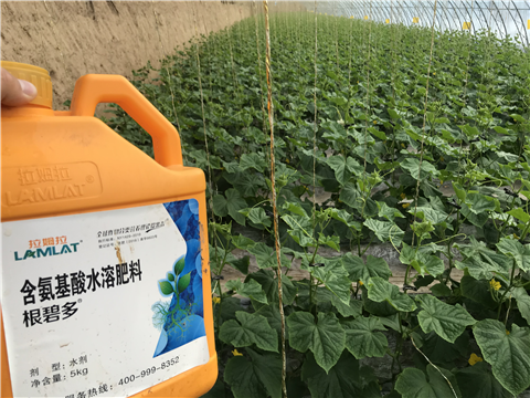 水溶肥，拉姆拉，翠姆