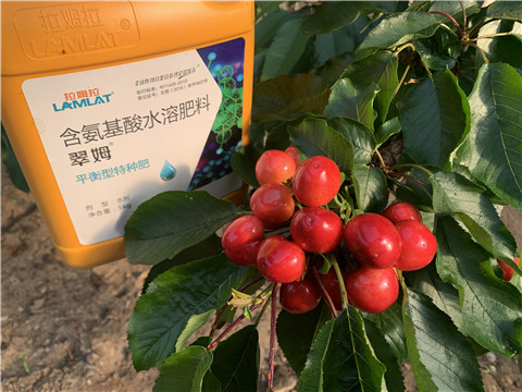 水溶肥，拉姆拉，翠姆