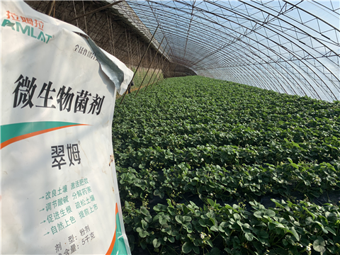 水溶肥，拉姆拉，翠姆