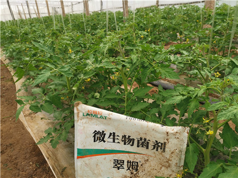 微生物菌劑，翠姆，拉姆拉