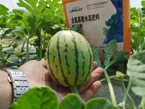 水溶肥，拉姆拉，翠姆