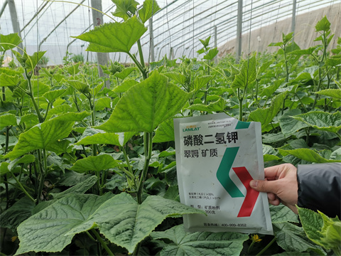 水溶肥，翠姆，拉姆拉