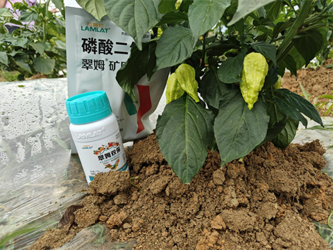 水溶肥廠(chǎng)家,工業(yè)辣椒種植,拉姆拉水溶肥